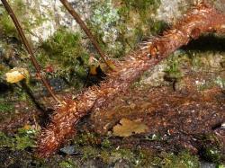 Lecanopteris novae-zealandiae. Long-creeping rhizome bearing squarrose, orange-brown scales.
 Image: L.R. Perrie © Leon Perrie CC BY-NC 3.0 NZ